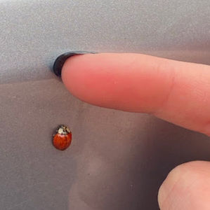 Meet your Posher, Taylor